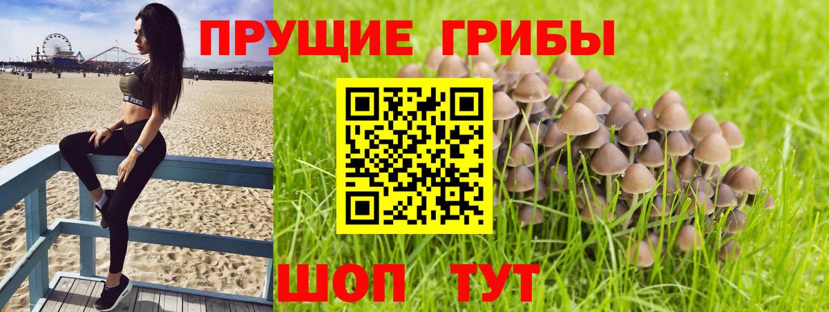 Псилоцибиновые грибы мицелий Тихорецк